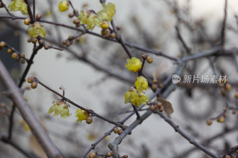 腊梅花枝特写展现初春生机