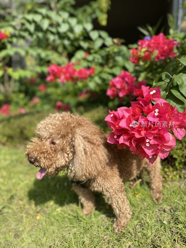 花丛中的狗狗