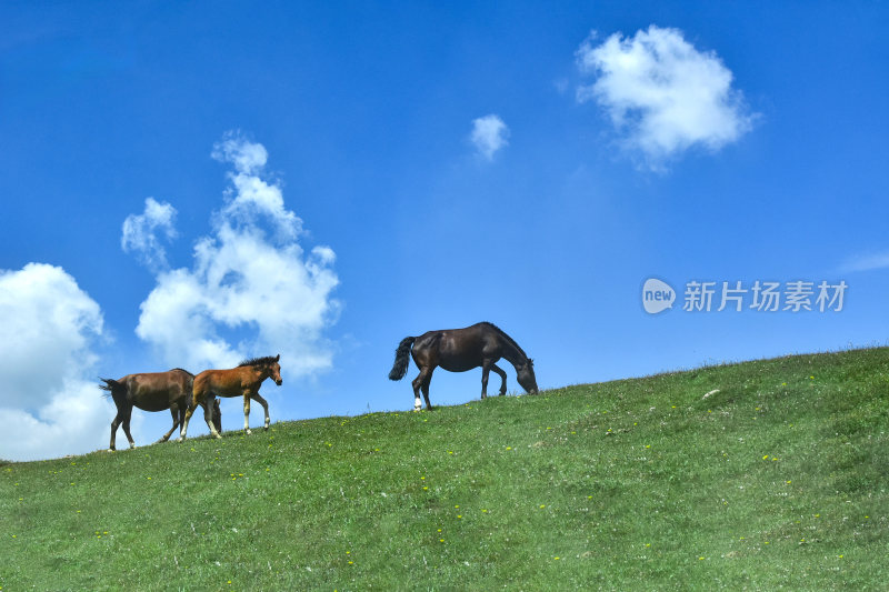 五台山自然天然牧场风光