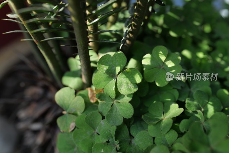 阳光下绿意盎然的三叶草特写