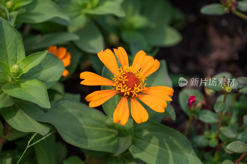 花坛中，盛开的百日菊特写