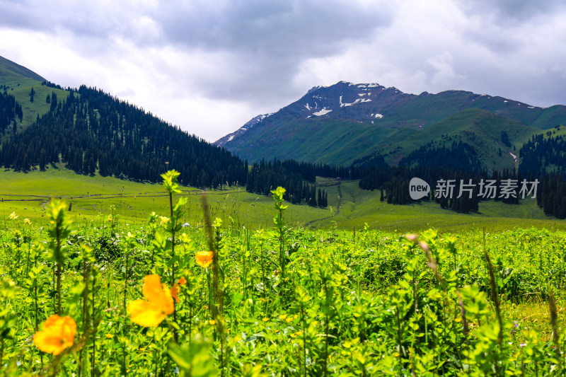 春季草原治愈大自然风景