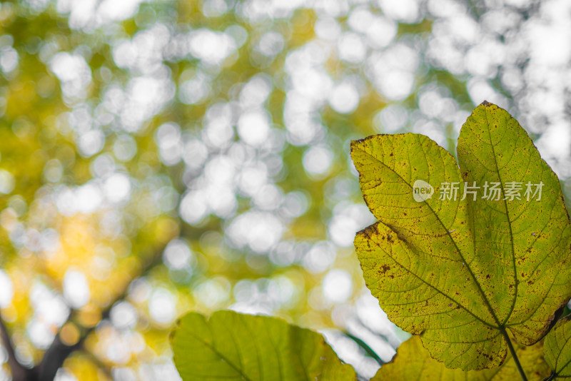背景模糊的树叶枫叶特写镜头