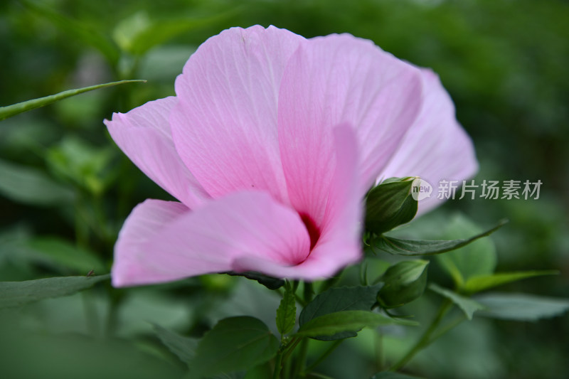 大花秋葵芙蓉葵