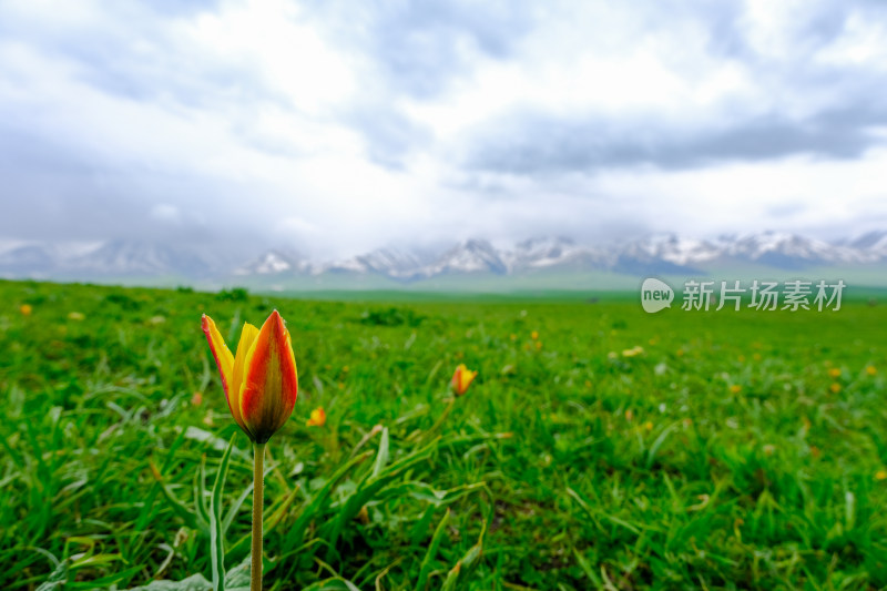 新疆伊犁那拉提雪山草原风光