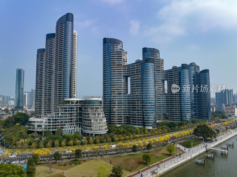 广东广州春季金色的花海城市中的金色花朵