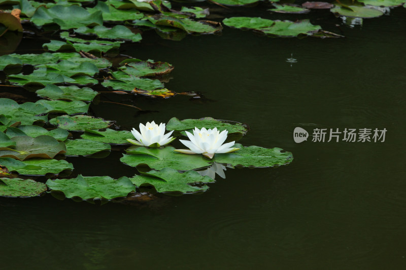 晨光中的白色睡莲花