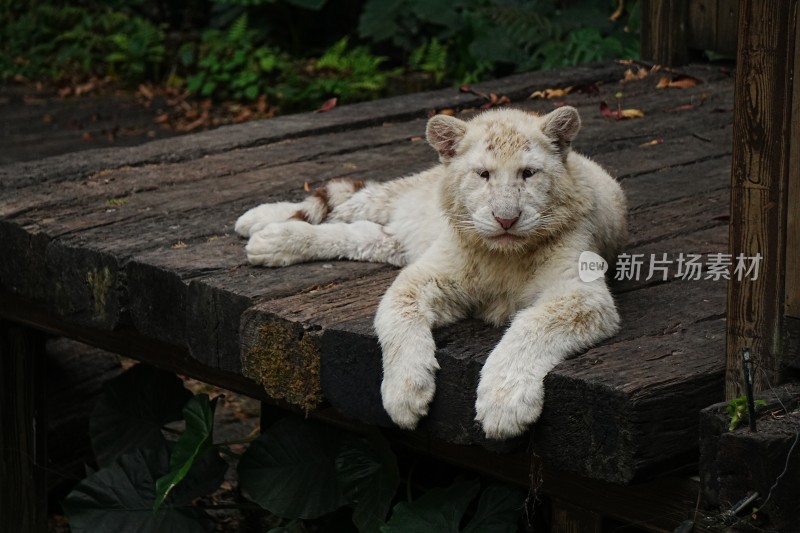 趴在木台上的白色小老虎