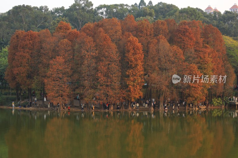 水边红杉树林人群聚集赏秋景