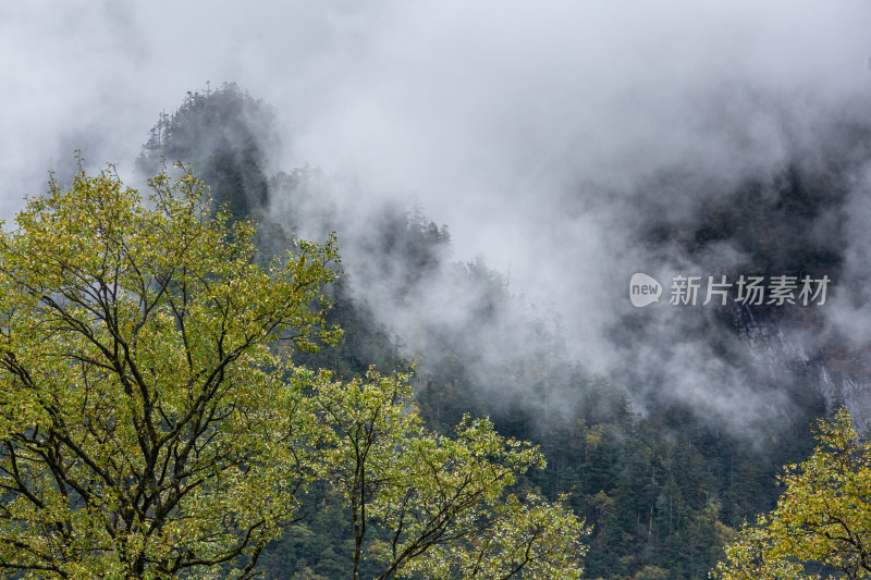 秋天树林云雾山峰