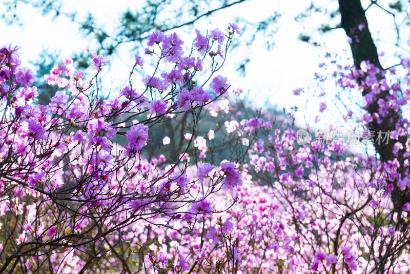 青岛大珠山杜鹃花风光