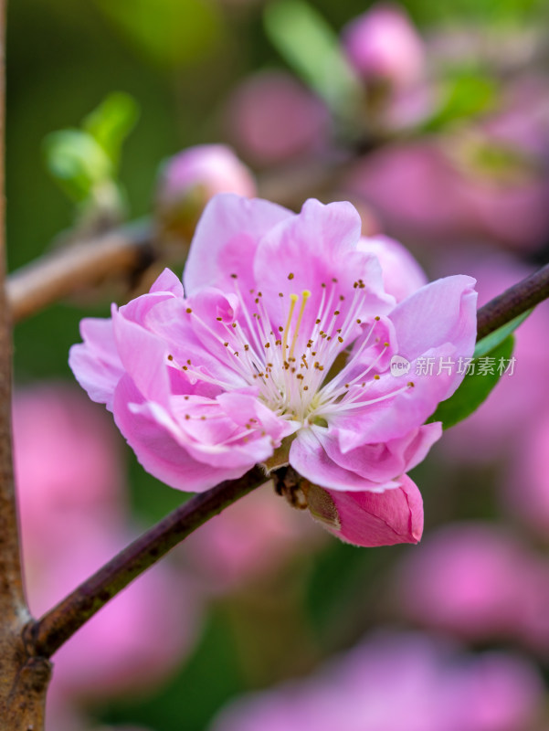 春天的桃花开花特写