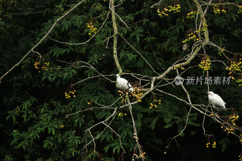 成都温江区江安河初冬的白鹭