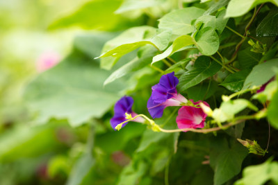 藤蔓植物牵牛花开放出漂亮的花朵