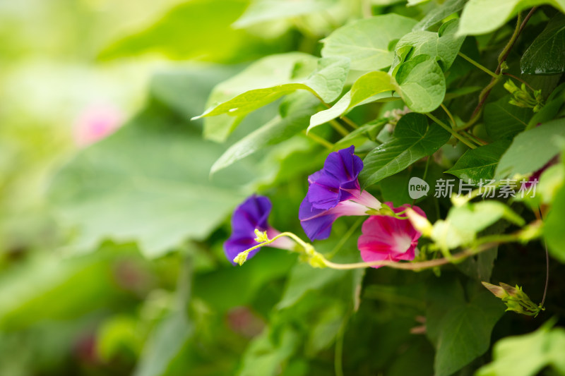 藤蔓植物牵牛花开放出漂亮的花朵