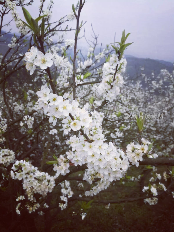 鲜花梨花盛开