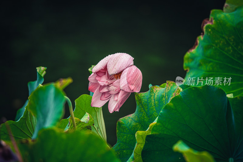 夏天雨后的荷花挂满水珠