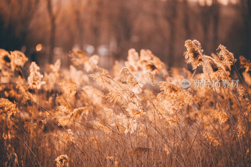 冬季湿地公园落日中的芦苇