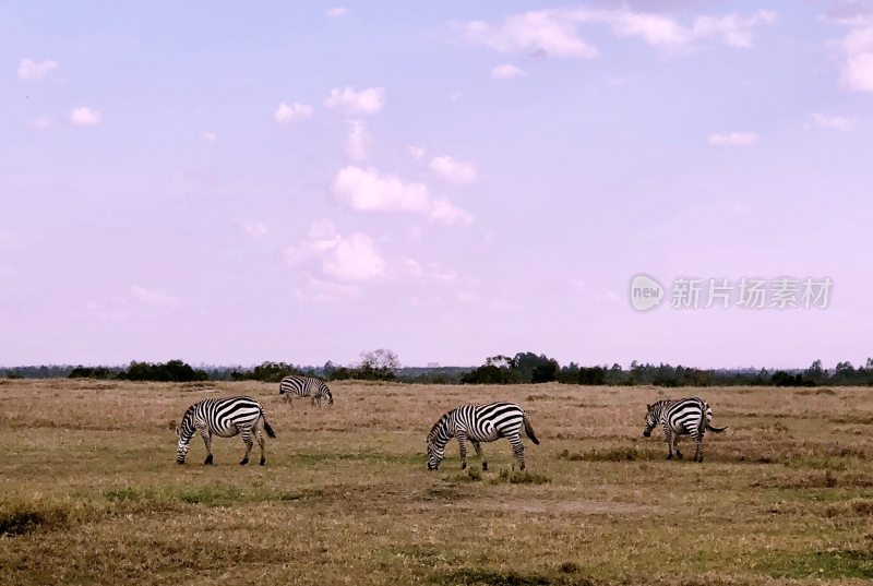 非洲草原动物斑马