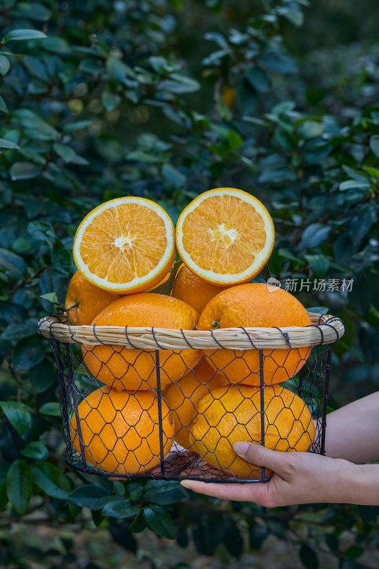 赣南脐橙 橙子 脐橙 新鲜脐橙 橙子脐橙