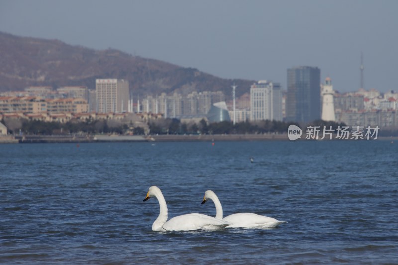 威海经区九龙湾的大天鹅与渤海恒生游轮