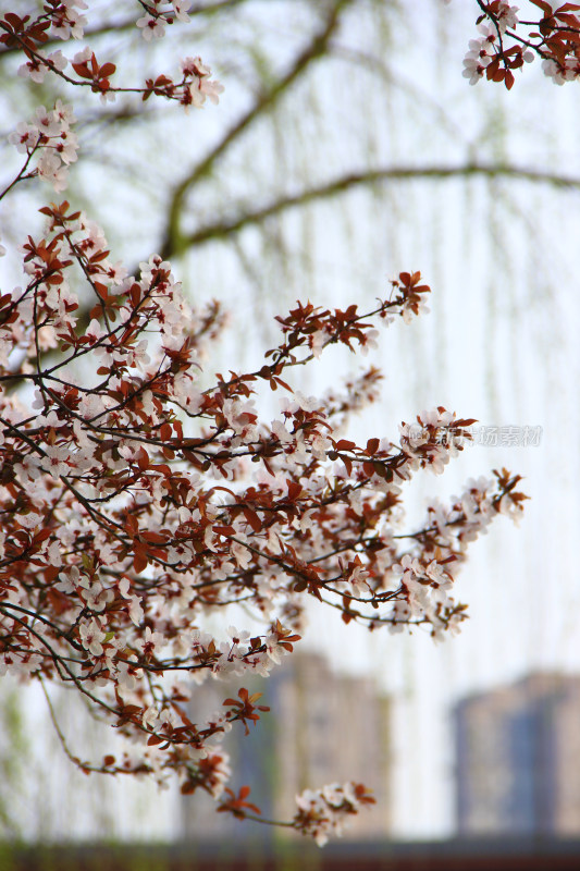 白色的李花 春天 红叶李