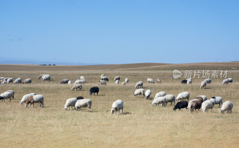 中国西部青海青海湖牧场的羊群