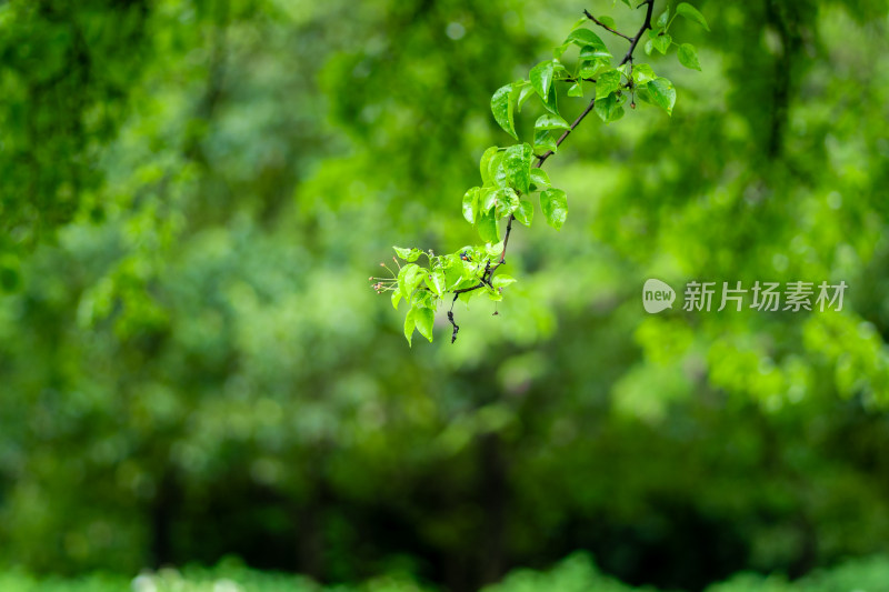 雨中牡丹花