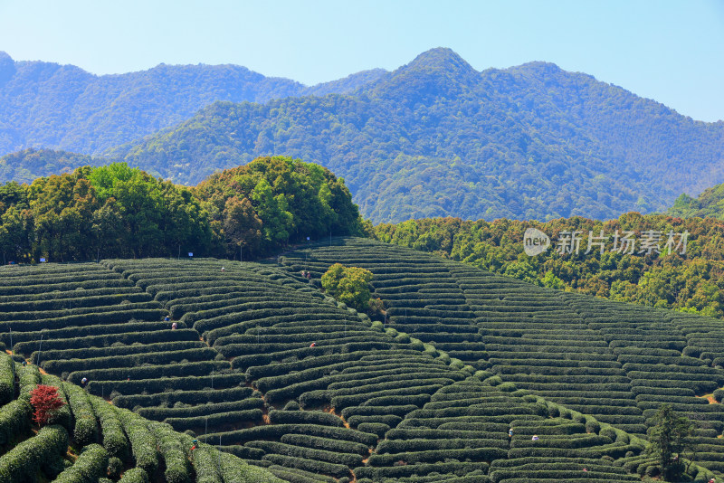 中国杭州龙坞春天里的茶园风光