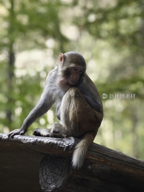 林间沉思：猴子的静谧时刻