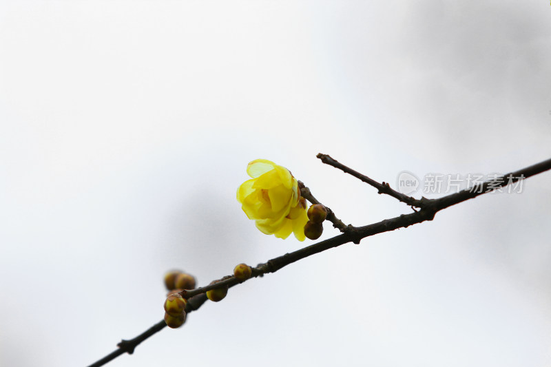 初春的黄色腊梅花盛开