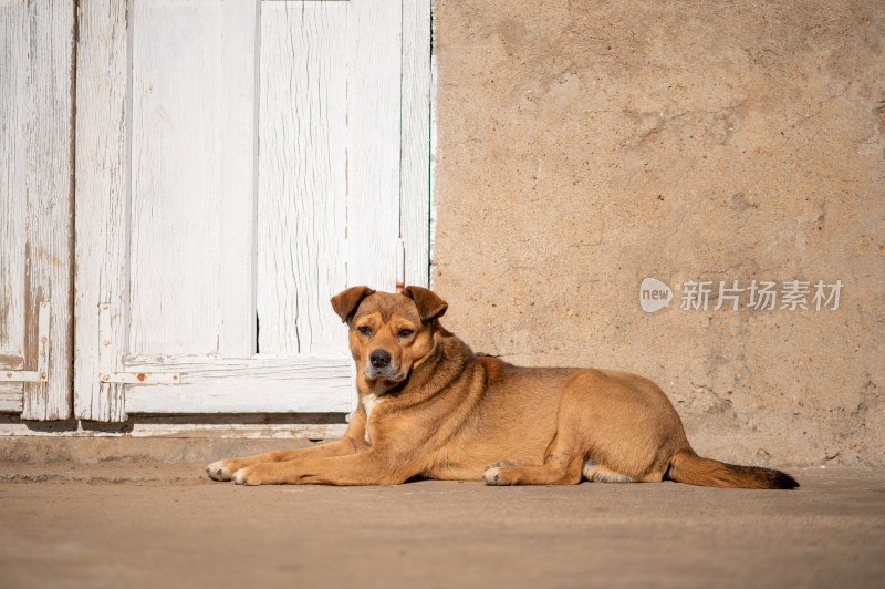 趴在墙边休息的棕色狗