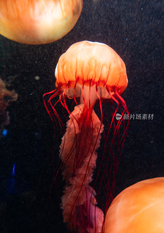 亚特兰蒂斯酒店水族馆