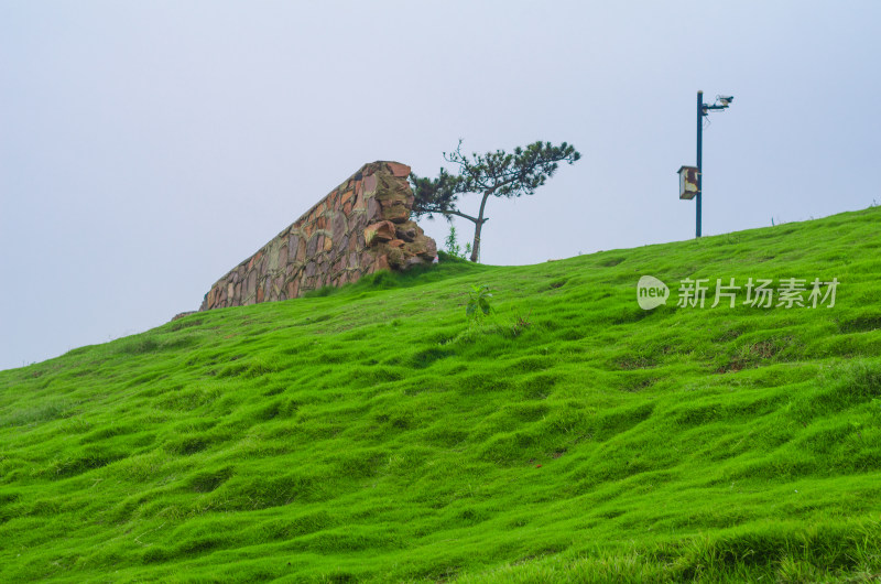 青岛小麦岛的山坡草地