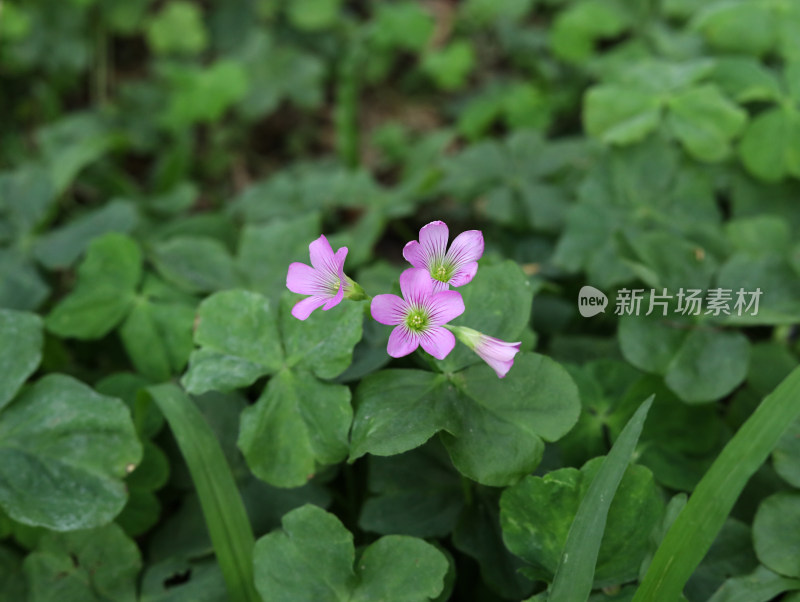 春天绿色的草地和盛开的紫色鲜花的风景