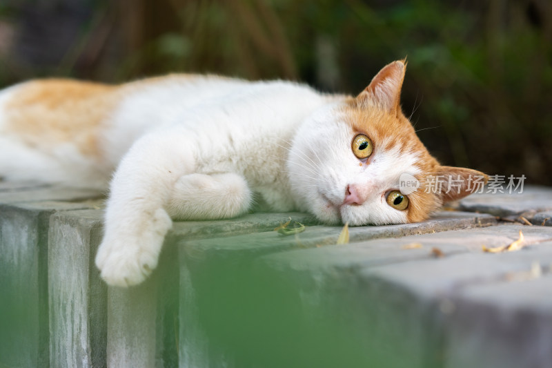 躺在墙上休息小猫旅行假日