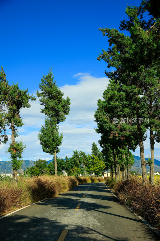 乡村公路旁绿树田野风景