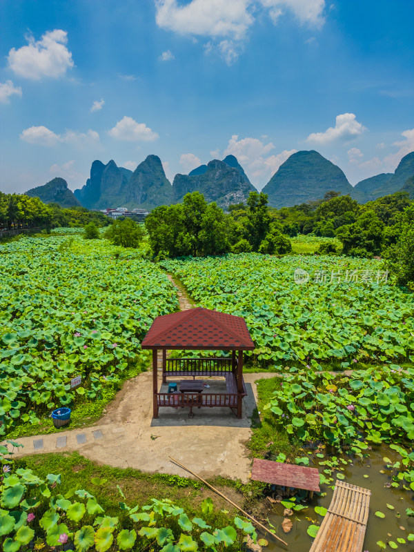 桂林的夏季荷塘风光