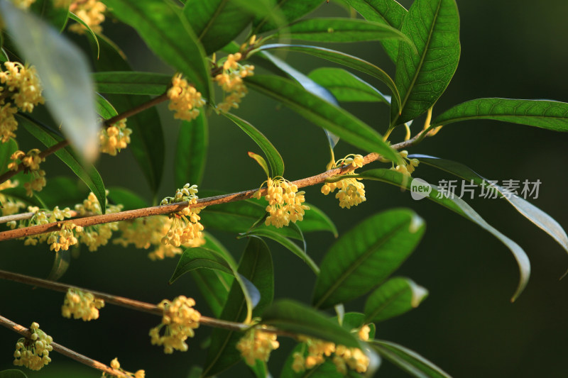 秋天的桂花挂满枝头