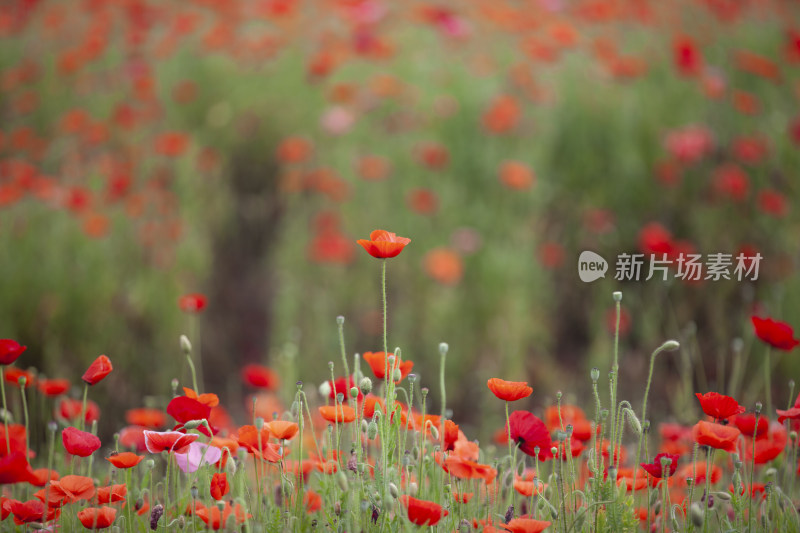 虞美人秋英花 花海 蜜蜂