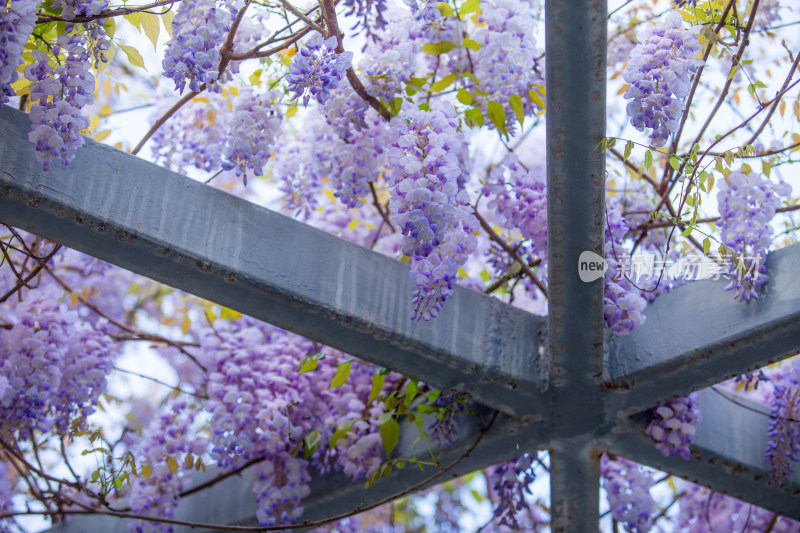 春天唯美清新的紫藤花