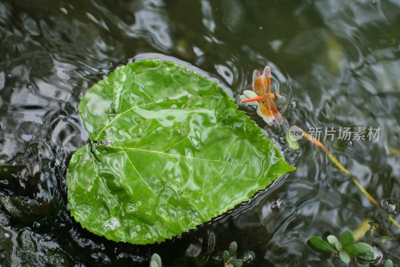 湖上的蜻蜓