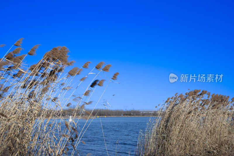 芦苇、天空、河流