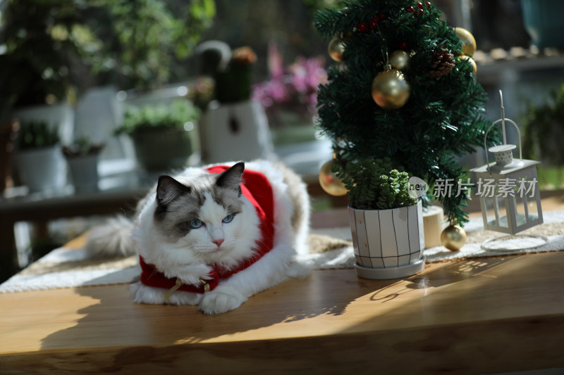 宠物摄影圣诞节的猫趴在桌子上