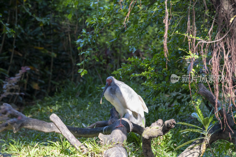 广州长隆野生动物园里的一只朱鹮