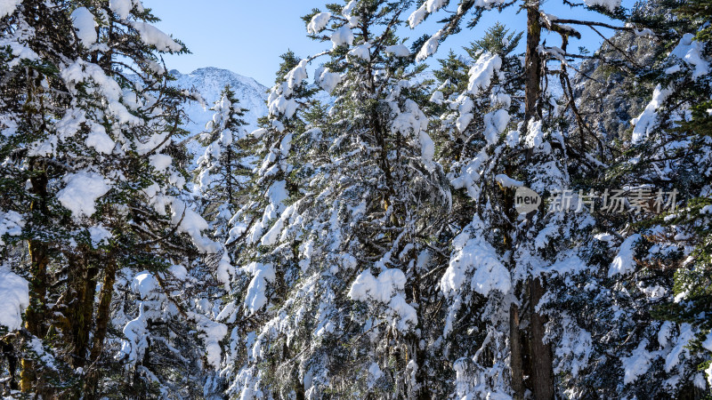 四川甘孜海螺沟冬季森林植被的雪景