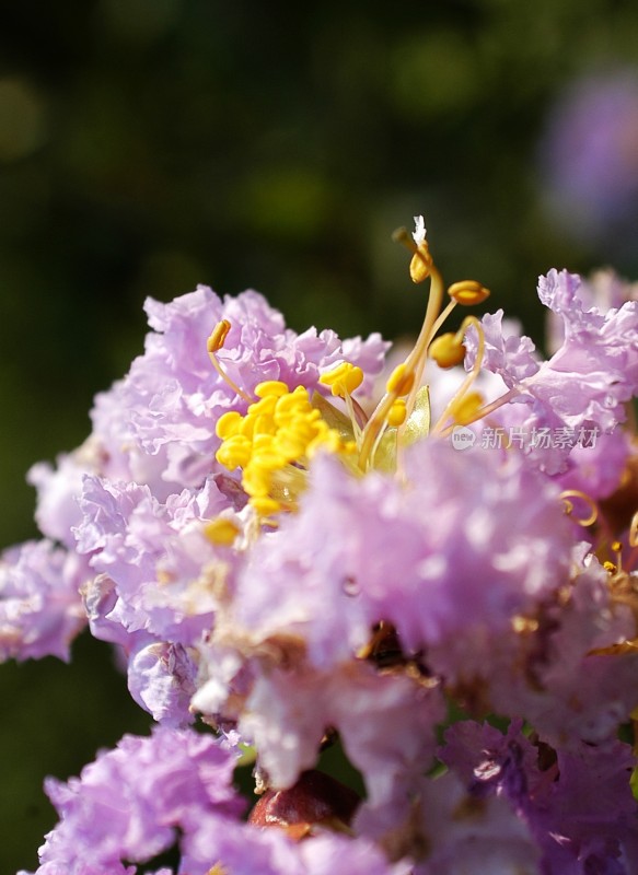 阳光下的花卉特写