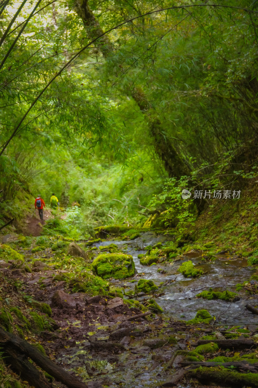 绿色丛林徒步旅行