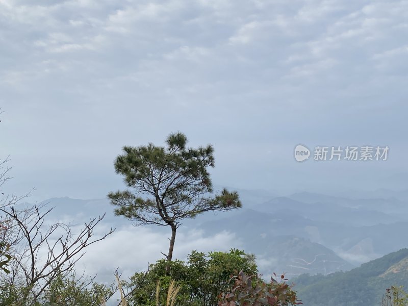 山间云雾缭绕中的孤松风景