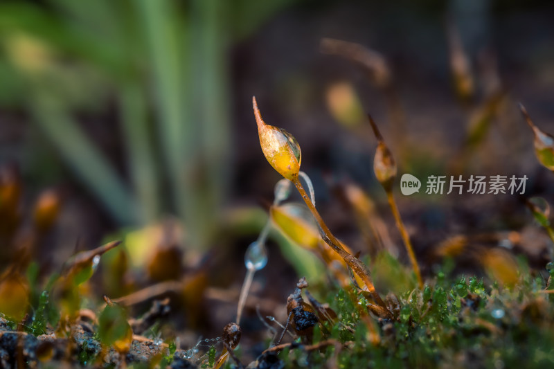 苔藓植物特写